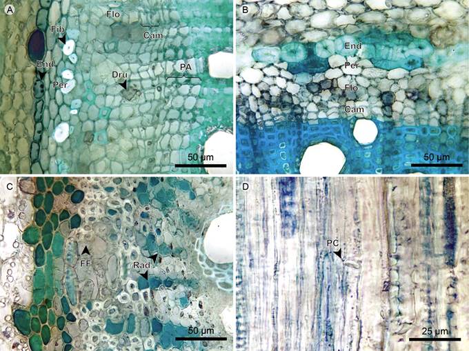 Vines: Endodermis, pericycle, phloem, and vascular cambium. A. transverse section of Blakea granatensis Naudin; B. transverse section of Adelobotrys adscendens Triana; C. phloem of Clidemia epiphytica (Triana) Cogn.; D. phloem in radial section of Clidemia epiphytica (Triana) Cogn. (Cam, vascular cambium; Dru, druse; End, endodermis; FF, phloem fiber; Fib, fiber; Flo, phloem; PA, axial parenchyma; Per, pericycle; PC, sieve plate; Rad, ray).