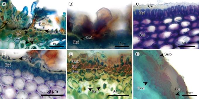 Trees/shrubs: Epidermis. A. dendritic hair in Miconia jahnii Pittier; B. glandular hair in Graffenrieda emarginata (Ruiz & Pav.) Triana; C. epidermis and cortex in Meriania nobilis Triana; D. epidermis and cortex in Graffenrieda emarginata (Ruiz & Pav.) Triana; E. periderm and cortex in Miconia jahnii Pittier; F. lenticel in Tibouchina lepidota (Bonpl.) Baill. (Bra, stone cell; Col, angular collenchyma; Cut, cuticle; Epi, epidermis; Fed, phelloderm; Fel, phellogen; Sub, phellem).