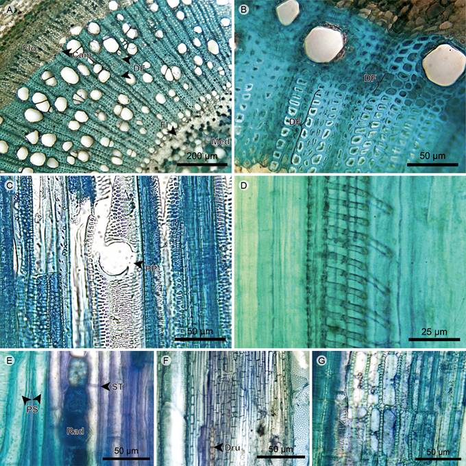 Vines: Xylem. A. Transverse section of Clidemia epiphytica (Triana) Cogn.; B. xylem of Adelobotrys adscendens Triana; C. xylem in radial section of Clidemia epiphytica (Triana) Cogn.; D. protoxylem in radial section of Blakea granatensis Naudin; E. xylem in tangential section of Adelobotrys adscendens Triana; F. axial parenchyma in tangential section of Blakea granatensis Naudin; G. rays in radial section of Clidemia epiphytica (Triana) Cogn. (Cam, vascular cambium; DF, fiber dimorphism; Dru, druse; FI, internal phloem; Flo, phloem; Med, pith; PP, perforation plate; PS, fiber simple pit; Rad, ray; ST, fiber transversal septum).