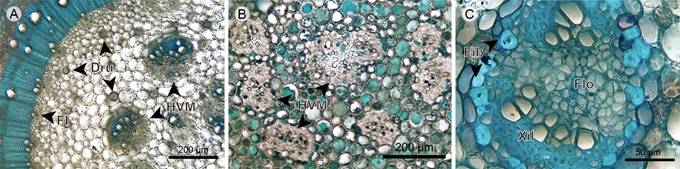 Vines: Pith. A. pith of Adelobotrys adscendens Triana; B. pith of Clidemia epiphytica (Triana) Cogn.; C. medullary vascular bundle of Blakea granatensis Naudin. (Dru, druse; FI, internal phloem; Fib, fiber; Flo, phloem; HVM, medullary vascular bundle; Xil, xylem).