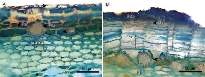 Hemiepiphytes: Epidermis and periderm. A. transverse section of Blakea watsonii (Cogn.) Penneys & Almeda; B. periderm of Blakea rosea (Ruiz & Pav.) D. Don. (Dru, druse; Epi, epidermis; Fed, phelloderm; Fel, phellogen; PE, sclerotic parenchyma; Sub, phellem).