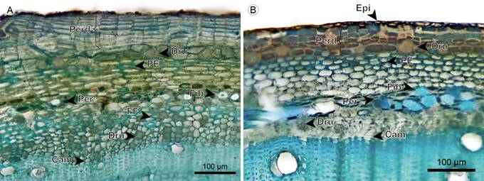 Hemiepiphytes: Cortex. A. transverse section of Blakea rosea (Ruiz & Pav.) D. Don.; B. transverse section of B. watsonii (Cogn.) Penneys & Almeda (Cam, vascular cambium; Dru, druse; Epi, epidermis; FF, phloem fiber; Fib, fiber; PE, sclerotic parenchyma; Perd, periderm).