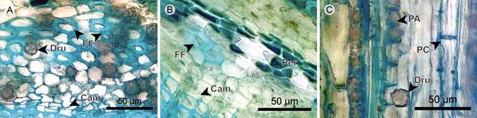 Hemiepiphyte: Endodermis, phloem, and vascular cambium. A. phloem of Blakea rosea (Ruiz & Pav.) D. Don.; B. phloem of Blakea watsonii (Cogn.) Penneys & Almeda; C. phloem in radial section of Blakea rosea (Ruiz & Pav.) D. Don. (Cam, vascular cambium; Dru, druse; FF, phloem fiber; PA, axial parenchyma; PC, sieve plate).