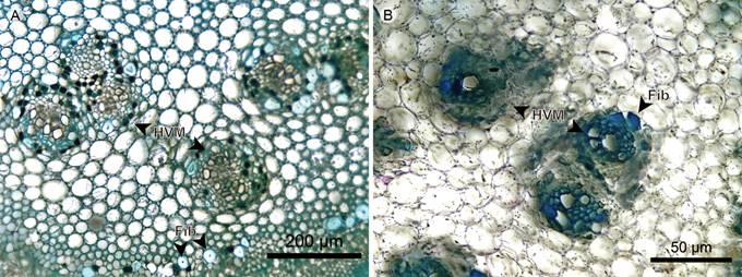 Hemiepiphytes: Pith. A. pith of Blakea rosea (Ruiz & Pav.) D. Don.; B. pith of Blakea watsonii (Cogn.) Penneys & Almeda (Fib, fiber; HVM, medullary vascular bundles).