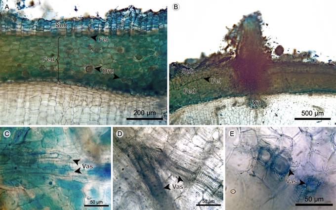 Epiphytes: Transverse section of Monolena primuliflora Hook. f. A. periderm; B. adventitious root; C. and D. xylem in longitudinal section; E. xylem in transverse section. (Dru, druse; Fed, phelloderm; Fel, phellogen; Sub, phellem; Vas, vessel; Xil, xylem).