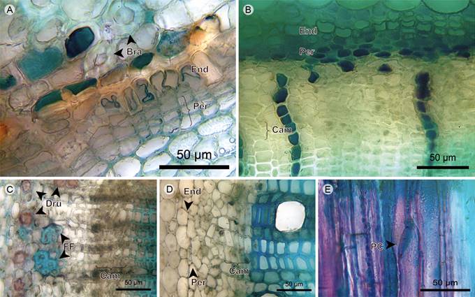 Trees/shrubs: Endodermis, pericycle, phloem and vascular cambium. A. endodermis and pericycle of Miconia jahnii Pittier; B. endodermis, pericycle, and phloem of Tibouchina lepidota (Bonpl.) Baill.; C. phloem of Miconia salicifolia Naudin; D. phloem and cambium of Graffenrieda emarginata (Ruiz & Pav.) Triana; E. phloem in radial section of Tibouchina lepidota (Bonpl.) Baill. (Bra, stone cell; Cam, vascular cambium; Dru, druse; End, endodermis; FF, phloem fiber; PC, sieve plate; Per, pericycle).