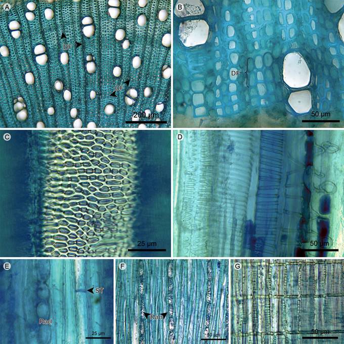 Trees/shrubs: Xylem. A. xylem of Miconia jahnii Pittier; B. xylem of Graffenrieda emarginata (Ruiz & Pav.) Triana; C. vessel of Meriania nobilis Triana in tangential section; D. protoxylem in radial section of Tibouchina lepidota (Bonpl.) Baill.; E. xylem in tangential section of Meriania nobilis Triana; F. xylem in tangential section of Miconia salicifolia Naudin; G. rays in radial section of Miconia salicifolia Naudin. (DF, fiber dimorphism; Rad, ray; ST, fiber transversal septum).