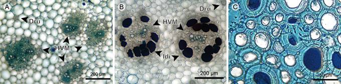 Trees/shrubs: Pith. A. pith of Miconia salicifolia Naudin; B. pith of Graffenrieda emarginata (Ruiz & Pav.) Triana; C. stone cells in pith of Miconia jahnii Pittier. (Dru, druse; HVM, medullary vascular bundle; Idi; idioblast).
