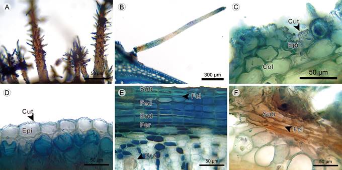 Herbs: Epidermis. A. dendritic hairs of Tibouchina kingii Wurdack; B. unbranched hair and epidermis of Arthrostemma ciliatum Pav. ex D. Don; C. epidermis and cortex of Chaetolepis microphylla (Bonpl.) Miq.; D. epidermis of Arthrostemma ciliatum Pav. ex D. Don; E. periderm, endodermis, pericycle, and phloem of Tibouchina kingii Wurdack; F. periderm and cortex of Chaetolepis microphylla (Bonpl.) Miq. (Col, angular collenchyma; Cut, cuticle; Dru, druse; End, endodermis; Epi, epidermis; Fed, phelloderm; Fel, phellogen; Per, pericycle; Sub, phellem).