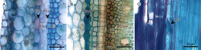 Herbs: Endodermis, pericycle, phloem, and vascular cambium. A. transverse section of Arthrostemma ciliatum Pav. ex D. Don; B. transverse section of Heterocentron subtriplinervium (Link & Otto) A. Braun & C.D. Bouch&eacute;; C. phloem in radial section of Tibouchina kingii Wurdack. (Cam, vascular cambium; End, endodermis; Flo, phloem; Per, pericycle; PC, sieve plate; Pro, procambium; Xil, xylem).