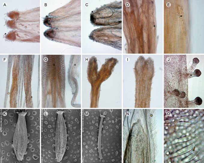 Caracter&iacute;sticas de las flores, androceo, gineceo y cipselas de especies mexicanas de Mutisieae. A-C. l&oacute;bulos de las flores del disco con papilas (*), A. Chaptalia pringlei Greene, B. Gerbera hintonii (Bullock) Katinas, C. Leibnitzia occimadrensis G.L. Nesom; D-E. tricomas glandulares (+) en una flor ligulada de Chaptalia pringlei Greene, D. tubo de la corola, E. detalle de gl&aacute;ndula (40&times;); F. filamentos papilosos (*) en Chaptalia hidalgoensis L. Cabrera & G.L. Nesom; G. antera (a) y estaminodio (e) de Gerbera hintonii (Bullock) Katinas; H-I. variaciones en las ramas del estilo en Chaptalia hidalgoensis L. Cabrera & G.L. Nesom, H. ramas del estilo en flores perif&eacute;ricas internas, I. ramas del estilo en flores del disco; J-O. caracter&iacute;sticas del indumento de la cipsela, J. gl&aacute;ndulas en la cipsela de Adenocaulon lyratum S.F. Blake (+), K-M. cipselas de Chaptalia mexicanaBurkart mostrando las variaciones en la distribuci&oacute;n y/o ausencia de indumento, K. cipsela derivada de flor perif&eacute;rica externa, con indumento piloso cubriendo menos de la mitad de la superficie, L. cipsela derivada de flor perif&eacute;rica interna, con indumento piloso en toda la superficie, M. cipsela derivada de flor del disco, glabra, N. indumento piloso en una cipsela de Gerbera hintonii (Bullock) Katinas, O. detalle de tricomas geminados en Leibnitzia occimadrensis G.L. Nesom. Escalas: A-D, F-I, N, 500 &micro;m, E, J, O, 100 &micro;m, K-M, 1 mm.