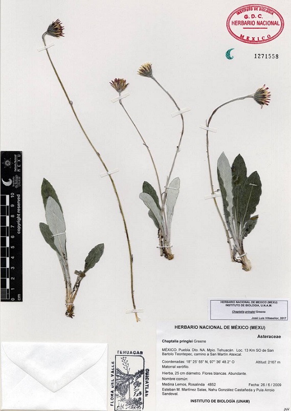 Ejemplar de herbario de Chaptalia pringlei
								Greene.