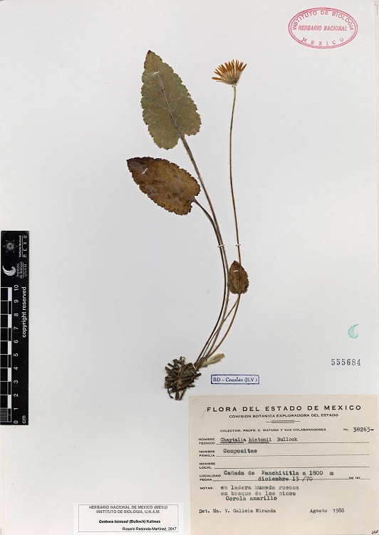 Ejemplar de herbario de Gerbera hintonii (Bullock) Katinas.