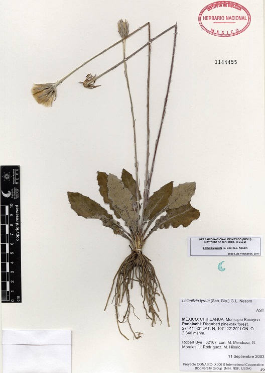 Ejemplar de herbario de Leibnitzia lyrata (D.
								Don) G.L. Nesom.