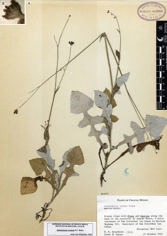 Ejemplar de herbario de Adenocaulon lyratum S.F. Blake (A) y detalle de cabezuela (B).