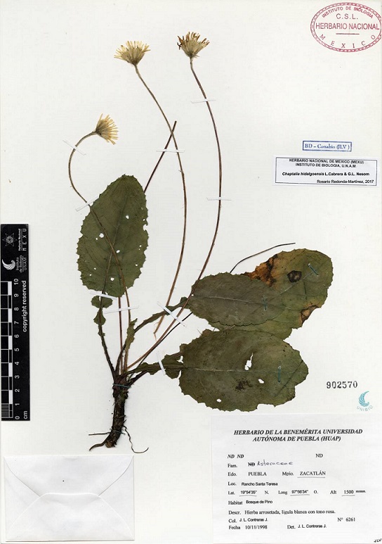 Ejemplar de herbario de Chaptalia hidalgoensis
								L. Cabrera & G.L. Nesom.