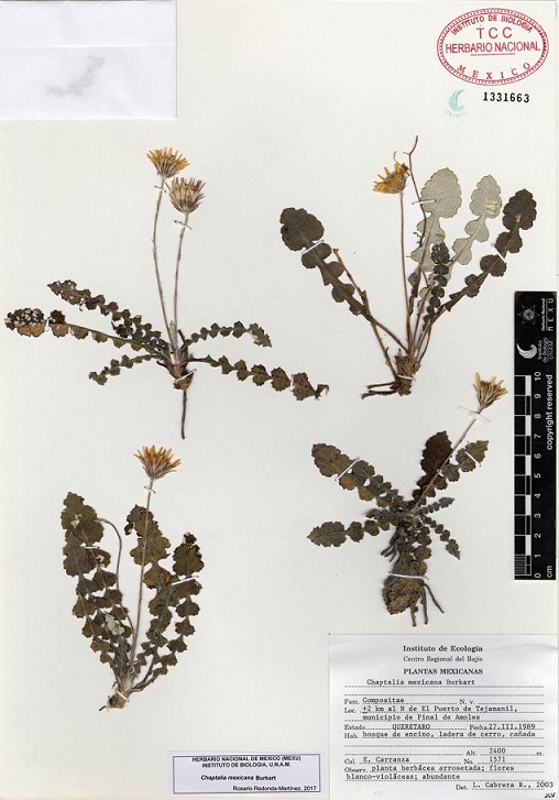 Ejemplar de herbario de Chaptalia mexicana
								Burkart.