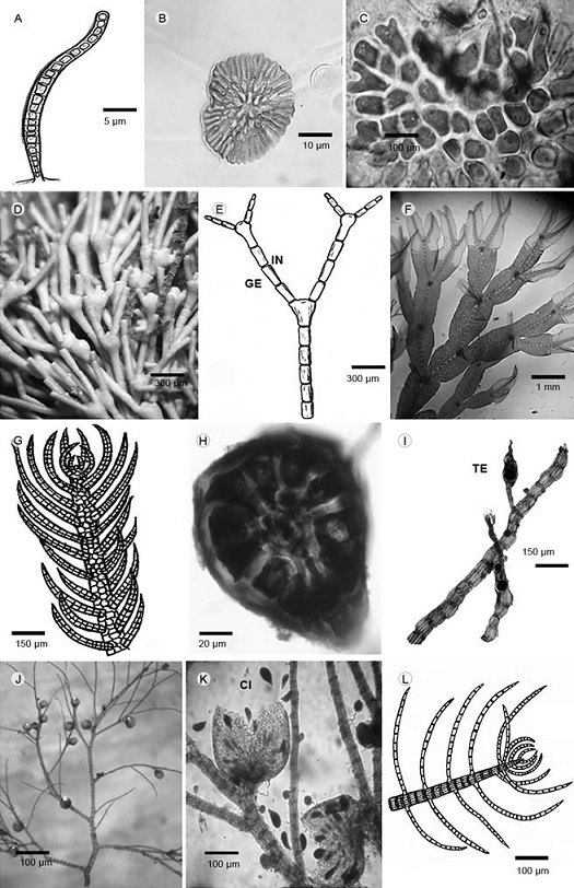 A. Bangia fuscopurpurea (Dillwyn) Lyngbye: aspecto del talo. B, C. Sahlingia subintegra (Rosenvinge) Kornmann: B. aspecto del talo; C. detalle c&eacute;lulas bifurcadas. D, E. Jania adhaerens V. Lamouroux: D. aspecto del talo; E. gen&iacute;culas (GE) e intergen&iacute;culas (IN). F. Caloglossa leprieurii (Montagne) G. Martens: aspecto del talo. G, H. Bryocladia thyrsigera (J. Agardh) F. Schmitz: G. aspecto del talo; H. corte transversal. I-K. Polysiphonia denudata (Dillwyn) Greville ex Harvey: I. rama tetrasporangil (TE); J. talo con cistocarpos; K. cistocarpos con caposporas reci&eacute;n liberadas (CI). L. Spyridia filamentosa (J. Agardh) F. Schmitz: aspecto y corte transversal.