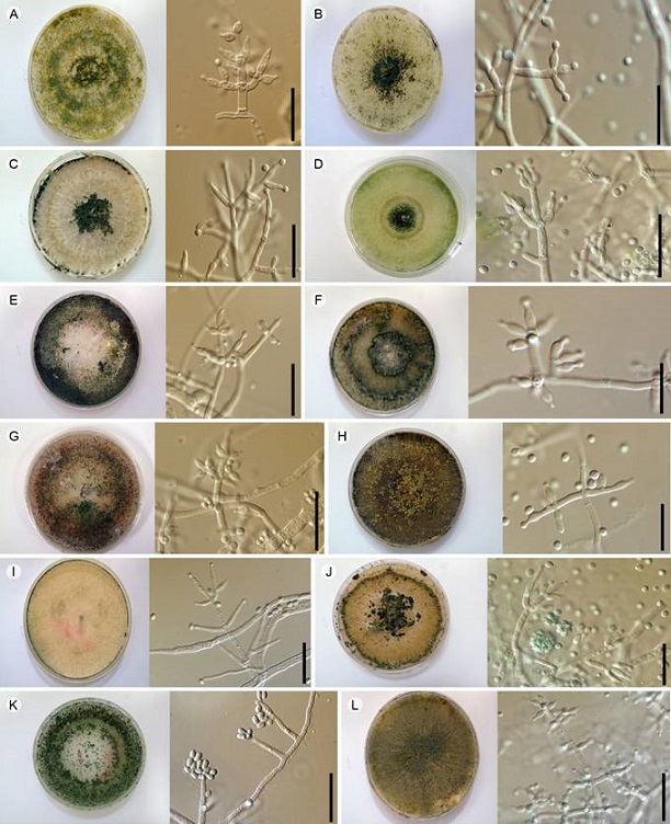 Especies de Trichoderma Pers. registradas. Colonias en EMA a los 7 d&iacute;as de crecimiento. Conidi&oacute;foros, c&eacute;lulas conidi&oacute;genas y conidios en EMA. A. Trichoderma asperellum Samuels. Lieckf. & Nirenberg; B. Trichoderma atroviride Bissett; C. Trichoderma aureoviride Rifai; D. Trichoderma citrinoviride Bissett; E. Trichoderma harzianum Rifai; F. Trichoderma koningii Oudem; G. Trichoderma koningiopsis Samuels, Carm. Su&aacute;rez & H.C. Evans; H. Trichoderma longibrachiatum Rifai; I. Trichoderma parceramosum Bissett; J. Trichoderma piluliferum J. Webster & Rifai; K. Trichoderma vinosum Samuels; L. Trichoderma virens (J.H. Mill., Giddens & A.A. Foster) Arx. Escalas A-L=20 &micro;m.