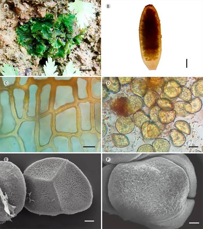 Notothylas javanica (Sande Lac.) Gottsche (D. A. Escolástico-Ortiz 364, MEXU). A. hábito (escala=2 mm); B. esporofito (escala=200 µm); C. células epidérmicas de la sección media de la cápsula (escala=20 µm); D. esporas (escala=20 µm); E y F. superficies proximal y distal de la espora en MEB (escala=5 µm). Fotos: D. A. Escolástico-Ortiz.