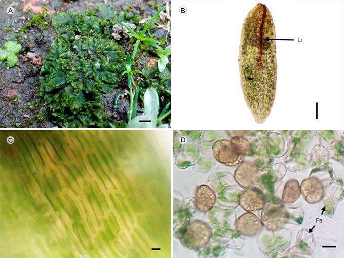 Notothylas orbicularis (Schwein.) Sull. (D. A. Escolástico-Ortiz 363, MEXU). A. hábito (escala=2 mm); B. esporofito con línea de dehiscencia (Li) (escala=200 µm); C. células epidérmicas de la zona media de la cápsula (escala=20 µm); D. esporas y pseudoeláteres (Ps) (escala=20 µm). Fotos: D. A. Escolástico-Ortiz.