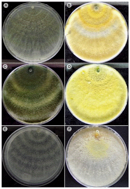 Mycelial growth of strains of 
							Trichoderma Pers.
							(Hypocreaceae) in PDA. A. Tr1 (darkness); B. Tr1 (photoperiod); C. Tr5
							(darkness); D. Tr5 (photoperiod) and 
							Trichoderma
								aggressivum Samuels & W. Gams in E. darkness and in F.
							photoperiod.
					