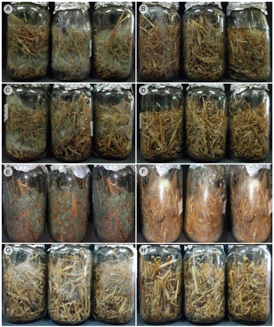 Growth of strains Tr1, Tr5, 
							Trichoderma aggressivum
							Samuels & W. Gams and 
							Pleurotus ostreatus (Jacq.)
							P. Kumm, without (A, C, E and G, respectively) and with (B, D, F and H,
							respectively) the addition of the extract of 
							Pycnoporus
							sp. (Polyporaceae)
						