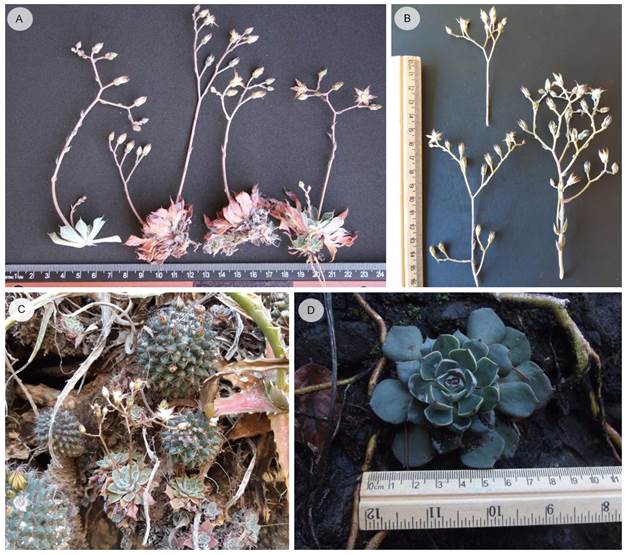 Graptopetalum sinaloensis R. Vega. A. plantas colectadas en campo (28.II.2014); B. y C. inflorescencias y planta en floraci&oacute;n en medio silvestre (3.III.2019); D. planta sin floraci&oacute;n registrada (7.XI.2018). Fotos de Rito Vega-Avi&ntilde;a (A) y Juan Fernando P&iacute;o-Le&oacute;n (B-D).
							