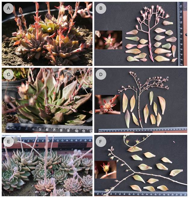 Contraste morfol&oacute;gico entre las especies de 
								Graptopetalum Rose, de Sinaloa, creciendo bajo condiciones de cultivo. 
								Graptopetalum sinaloensis R. Vega: A. apariencia de la roseta; B. inflorescencia y flor. 
								Graptopetalum rusbyi (Greene) Rose: C. apariencia de la roseta; D. inflorescencia y flor. 
								Graptopetalum occidentale Rose: E. apariencia de la roseta; F. inflorescencia y flor. Fotos de Rito Vega-Avi&ntilde;a.
							