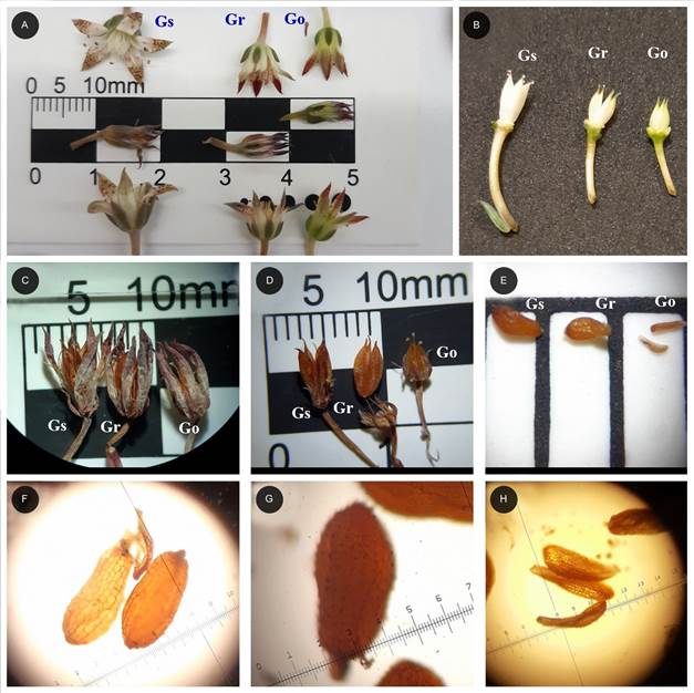 Contraste de caracteres reproductivos entre 
								Graptopetalum sinaloensis R. Vega (Gs), 
								G. rusbyi (Greene) Rose (Gr) y 
								G. occidentale Rose (Go). A. flor fresca; B. gineceo; C. frutos maduros con restos florales; D. frutos maduros expuestos; E. semillas de las tres especies sobre superficie graduada en mil&iacute;metros. Semillas: F. 
								Graptopetalum sinaloensis; G. 
								Graptopetalum rusbyi; H. 
								Graptopetalum occidentale. Fotos de Juan Fernando P&iacute;o-Le&oacute;n.
							