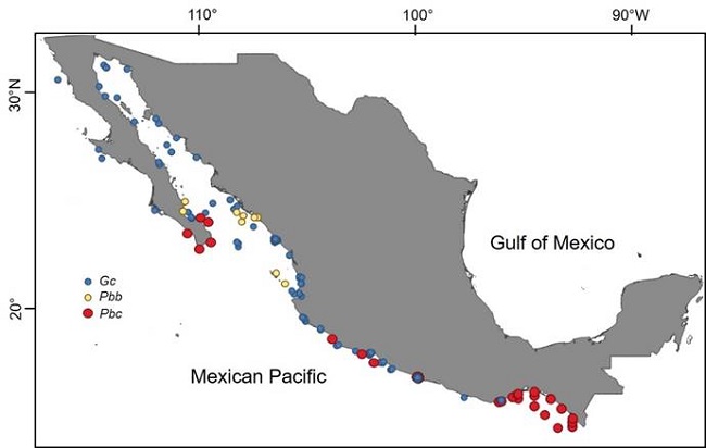 Distribution in the Mexican Pacific of Gymnodinium
								catenatum Graham (Gc, blue circles), and
							of the two varieties of Pyrodiinium bahamense Plate:
								P. bahamense var. compressum
							(B&ouml;hm) Steidinger, Tester et Taylor (Pbc, red circles)
							and P. bahamense Plate var. bahamense
								(Pbb, yellow circles). Prepared with own records
							and literature from 1935 to 2010, through the CONABIO (Comisi&oacute;n Nacional
							para el Conocimiento y Uso de la Biodiversidad database project HJ014
							under the responsibility of Meave del Castillo. Map made with QGIS 3.2
								(QGIS, 2018)