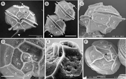 Pyrodinium bahamense var.
										compressum (B&ouml;hm) Steidinger, Tester et
									Taylor (SEM). A. solitary cell, ventral view showing the narrow
									1&rsquo; plate, the ventral pore (black arrow), the small apical spine
									(white arrow) and the long left antapical spine (white arrow
									head); B. two cells in chain, dorsal view, showing short apical
									spine (white arrow) in the upper cell and the left antapical
									spine in the posterior cell (white arrow head); C. solitary
									cell, latero-ventral view showing the width of the crests and
									sulcal lists and the trichosyst pores in all the plates,
									including the cingular ones; D. cell in apical view, with four
									apical plates and detail of the Po with pores (black arrow), Pl
									plate with comma shape, the accessory pore (att.p. white arrow
									head), and the ventral pore (vp: white arrow); E. detail of the
									apical pore complex in epitheca, showing the short and flat
									apical horn and the small apical spine (white arrow); F. cell in
									antapical view, showing the posterior sulcal plate
										(Sp) with a small accessory pore (att.p.
									black arrow head). Nomenclature of plates of the theca according
									to Mertens et al.
									(2015): (&lsquo;)=Apical plates, (&lsquo;&rsquo;)=Precingular plates,
									(&lsquo;&rsquo;&rsquo;)=Postcingular plates, (&lsquo;&rsquo;&rsquo;&rsquo;)=Antapical plates; p=Intercalar
									posterior plate, C=Cingular plates. Po= Pore plate; Pl= Cover
									plate; Sp=Sulcal plates. Scales: A, B=20 &micro;m; C,
									D, F=10 &micro;m; E=5 &micro;m
