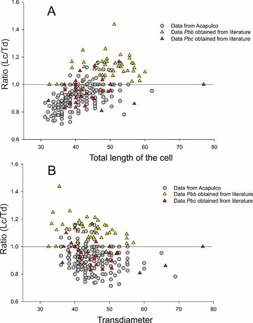 Graph of dispersion of data between the length (A) and the
									transdiameter (B) of the cells of Pyrodinium
										bahamense var. compressum (B&ouml;hm)
									Steidinger, Tester et Taylor, and the relationship between the
									rate of both measures. The analysis included data from highly
									compressed Acapulco cells (Lc/Td<1, n=481); and round or more
									elongated cells (Lc/Td&ge;1, n=70); as well as the measures
									reported in the literature or obtained from the published
									schemes or photographs of the literature of var.
										bahamense (Pbb, n=51) and
									from var. compressum (Pbc,
									n=30)