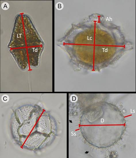 Way to evaluate the dimensions in organisms of G.
									catenatum Graham (Gc) and
									Pyrodinium bahamense var.
									compressum (B&ouml;hm) Steidinger, Tester et Taylor
									(Pbc), collected in Acapulco Bay, Mexico. A.
								cell of Gc in ventral view; B. cell of
									Pbc in dorsal view; C. cell of
									Pbc cell in antapical view; D. empty
									Pbc cyst collected in water column; arrows
								indicate the bifurcated processes at the base or towards the apex.
								LT=Total length, Lc=Length of the cellular body (without apical horn
								or antapical spines), Td=Transdiameter, Ah=Apical horn, Th=Thickness
								of the cell, D=Diameter of the cyst, Ls=Length of long spine-shaped
								processes, Ss=Length of short spine-shaped processes