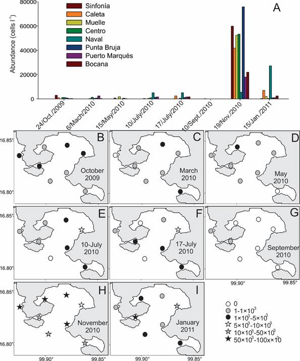 Distribution of the average abundance of Gymnodinium
										catenatum Gaham (Gc) in the
									different localities studied in eight collections made in the
									Acapulco Bay, Guerrero, Mexico. A. average abundance values by
									location and date of sampling; B-I. horizontal distribution of
									abundance between 1-10 m depth considering abundance intervals
									on different collection dates: B. collection of October 2009; C.
									collection of March 2010; D. collection of May 2010; E.
									collection of 10/July/2010; F. collection of 17/July/2010; G.
									collection of September 2010; H. collection of November 2010; I.
									collection of January 2011