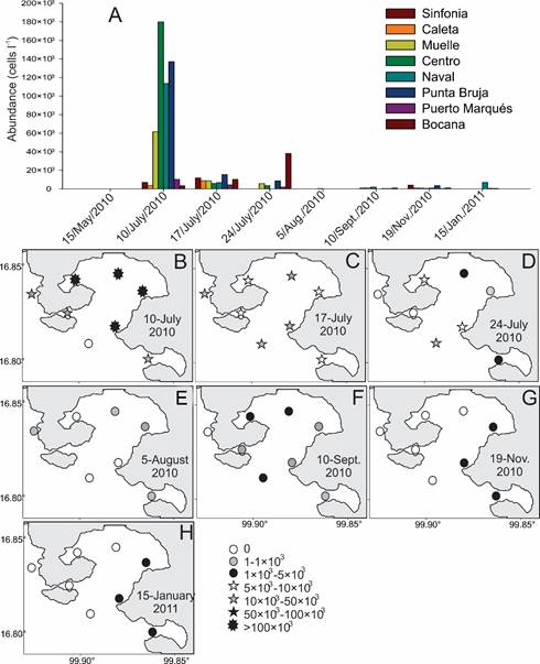 Distribution of average abundances of Pyrodinium
										bahamense var. compressum (B&ouml;hm)
									Steidinger, Tester et Taylor (Pbc) in the
									different localities studied in seven collections in Acapulco
									Bay, Guerrero, Mexico. A. average abundance values by location
									and date of sampling; B-H. horizontal distribution of abundance
									between 3-5 m depth considering abundance intervals on different
									collection dates: B. collection of 10/July/2010; C. collection
									of 17/July/2010; D. collection of 24/July/2010; E. collection of
									August 2010; F. collection of 10/September/2010; G. collection
									of 19/ November/2010; H. collection of 15/January/2011