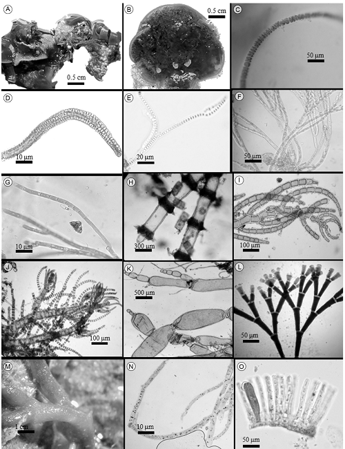 Talos epífitos en Padina crispata Thivy y P. durvillei Bory. A. talo de P. crispata con algas epífitas; B. talo de P. durvillei con algas epífitas; C. talo de Erythrotrichia carnea (Dillwyn) J. Agardh; D. Porphyrostromium pulvinatum (N.L. Gardner) J.A. West & Zuccarello; E. Stylonema alsidii (Zanardini) K.M. Drew; F. Acrochaetium barbadense (Vickers) Børgesen; G. A. pacificum Kylin; H. Centroceras clavulatum (C. Agardh) Montagne; I. Pleonosporium mexicanum E.Y. Dawson; J. Spyridia filamentosa (Wulfen) Harvey; K. Griffithsia pacifica Kylin; L. Jania adhaerens J.V. Lamouroux; M. Codium isabelae W.R. Taylor; N. Derbesia marina (Lyngbye) Solier; O. Myrionema strangulans Greville