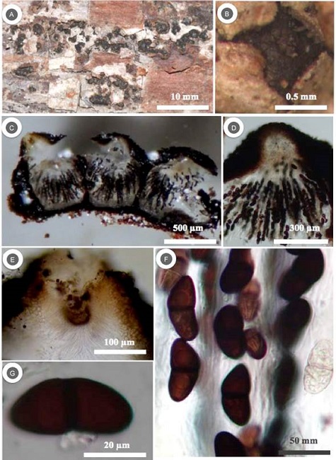 Macrovalsaria megalospora (Mont.) Sivan. A.
							pseudotecios gregarios; B. pseudotecio errumpente mostrando el ostiolo;
							C. corte longitudinal de psedutecios; D. pseudotecio maduro; E. ostiolo
							con perifisis; F. ascas; G. ascospora