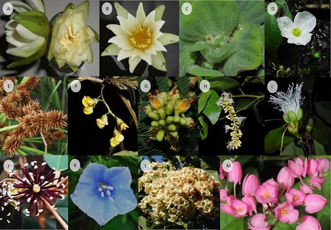 Algunas de las especies de plantas estudiadas en un bosque inundable de la cuenca del lago de Maracaibo, Venezuela: A. Nymphaea amazonum Mart. & Zucc., B. N. pulchella DC. (Nymphaeaceae); C. Pistia stratiotes L. (Araceae); D. Aquarius floribundus (Seub.) Christenh. & Byng (Alismataceae); E. Cyperus ligularis L. (Cyperaceae); F. Sesbania exasperata Kunth; G. Libidibia coriaria (Jacq.) Schltdl., H. Pithecellobium lanceolatum (Humb. & Bonpl. ex Willd.) Benth. (Fabaceae); I. Morisonia hastata (Jacq.) Christenh. & Byng; J. M. odoratissima (Jacq.) Christenh. & Byng (Capparaceae); K. Jacquemontia pentanthos (Jacq.) G. Don (Convolvulaceae); L. Cordia dentata Poir. (Boraginaceae); M. Antigonon leptopus Hook. & Arn (Polygonaceae)
