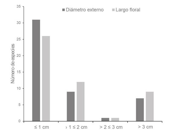 Clases de tama&ntilde;os florales de las especies de plantas estudiadas en un bosque inundable de la cuenca del lago de Maracaibo, Venezuela