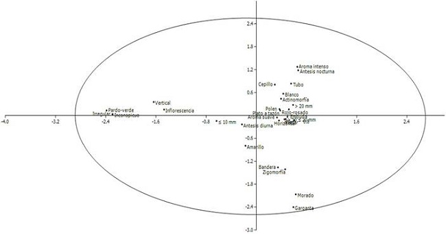 An&aacute;lisis de correspondencia (AC) entre las caracter&iacute;sticas florales de las especies estudiadas en un bosque inundable de la cuenca del lago de Maracaibo, Venezuela. Caracter&iacute;sticas: tipo de unidad de polinizaci&oacute;n (flor, inflorescencia), forma (bandera, cepillo, embudo, garganta, inconspicua, plato a taz&oacute;n, tubo), simetr&iacute;a (actinomorfa, asimetr&iacute;a, zigomorfa), orientaci&oacute;n espacial (horizontal, vertical), dimensiones (&le;10 mm, >10&le;20 mm, >20 mm), color (amarillo, blanco, morado, pardo-verde, rojo-rosado), aroma (intenso, suave), recompensa (n&eacute;ctar, polen) y antesis (diurna, nocturna). Los dos primeros ejes del AC explican 40,70% de las asociaciones observadas