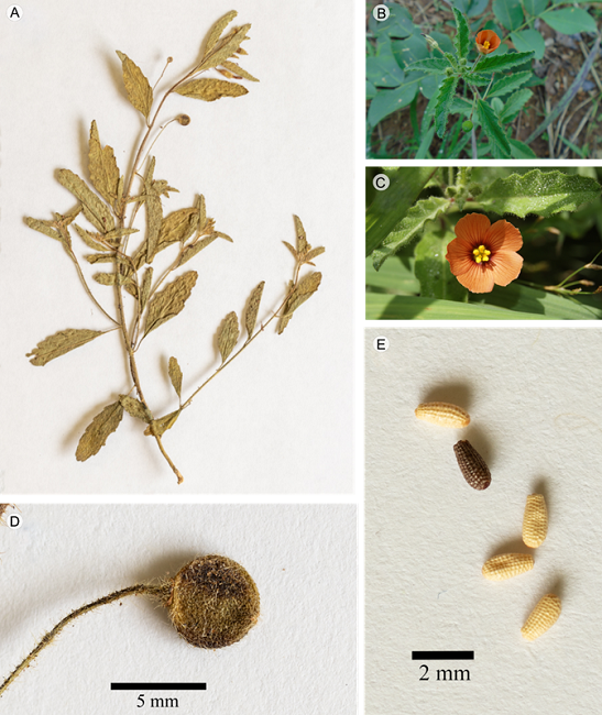 Aspecto general de Piriqueta mexicana Fryxell & S.D. Koch en Chiapas, M&eacute;xico: A. planta completa; B-C. hojas y flor; D. fruto; E. semillas. Fotograf&iacute;as: L. E. G&oacute;mez-P&eacute;rez (A, D y E), M. A. Garc&iacute;a Jim&eacute;nez (B) y D. C. Gallegos L&oacute;pez (C)