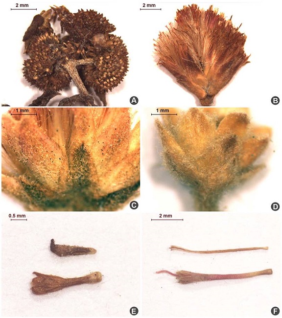 Caracter&iacute;sticas morfol&oacute;gicas de algunas Plucheinae mexicanas. A. cabezuelas de Epaltes mexicana Less.; B. cabezuela de Pluchea baccharis (Mill.) Pruski; C. indumento piloso y glandular en el involucro de Pluchea odorata (L.) Cass.; D. indumento ser&iacute;ceo en Pluchea sericea (Nutt.) Coville; E. flores de Epaltes mexicana Less., arriba flor perif&eacute;rica tubular, femenina y abajo, flor tubular central funcionalmente masculina, ambas con gl&aacute;ndulas; F. flores de Pluchea sericea (Nutt.) Coville, arriba flor perif&eacute;rica filiforme, femenina y abajo, flor central tubular, bisexual