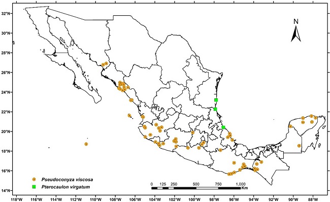 Mapa de distribuci&oacute;n geogr&aacute;fica en M&eacute;xico de Pseudoconyza viscosa (Mill.) D&rsquo;Arcy y Pterocaulon virgatum (L.) DC
