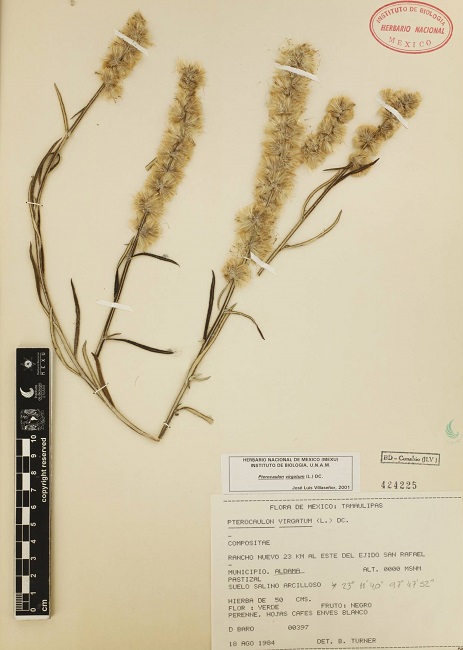 Ejemplar herborizado de Pterocaulon virgatum (L.) DC