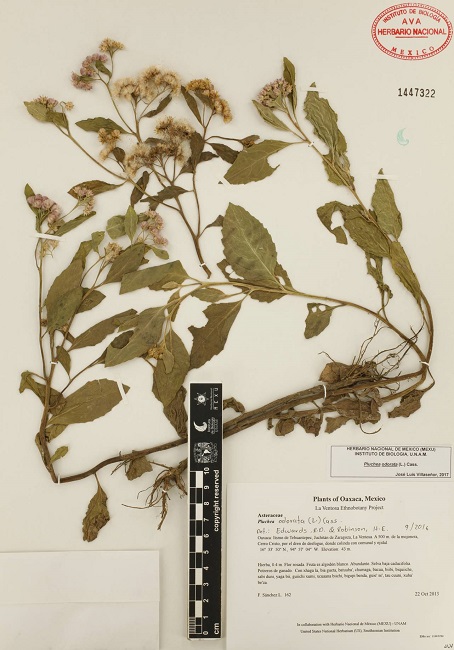 Ejemplar herborizado de Pluchea odorata (L.) Cass