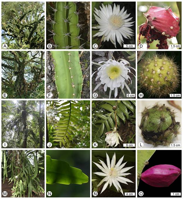 Especies de Cactaceae en Tabasco, México. A-D. Acanthocereus tetragonus (L.) Hummelinck; E-H. Deamia testudo Britton & Rose; I-L. Epiphyllum chrysocardium Alexander; M-O. E. hookeri Haw. subsp. hookeri. Fotografías de Manuel Campos Díaz, excepto K de Marlon A. González