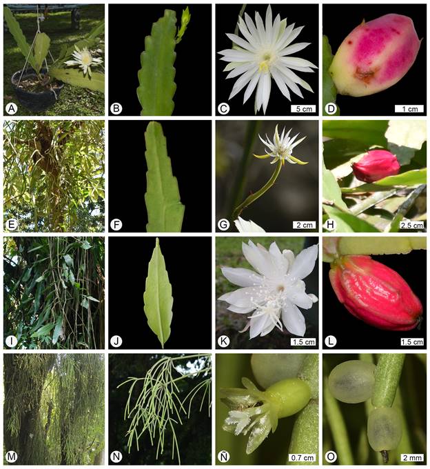 Especies de Cactaceae en Tabasco, México. A-D. Epiphyllum hookeri subsp. guatemalense (Britton & Rose) Ralf Bauer; E-H. E. hookeri subsp. pittieri (F.A.C. Weber) Ralf Bauer; I-L. E. pumilum Britton & Rose; M-O. Rhipsalis baccifera (Sol.) Stearn. Fotografías de Manuel Campos Díaz