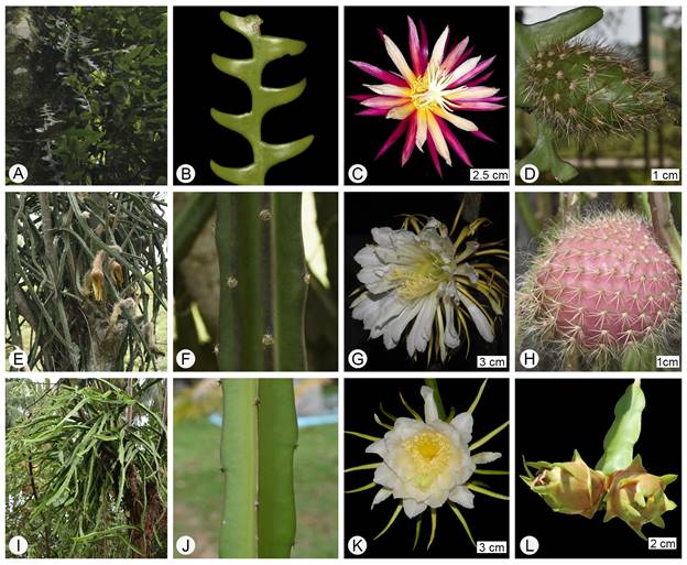 Especies de Cactaceae en Tabasco, México. A-D. Selenicereus anthonyanus (Alexander) D.R. Hunt; E-H. S. grandiflorus (L.) Britton & Rose subsp. grandiflorus; I-L. S. undatus (Haw.) D.R. Hunt. Fotografías de Manuel Campos Díaz, excepto C de Daniel M. Quezada