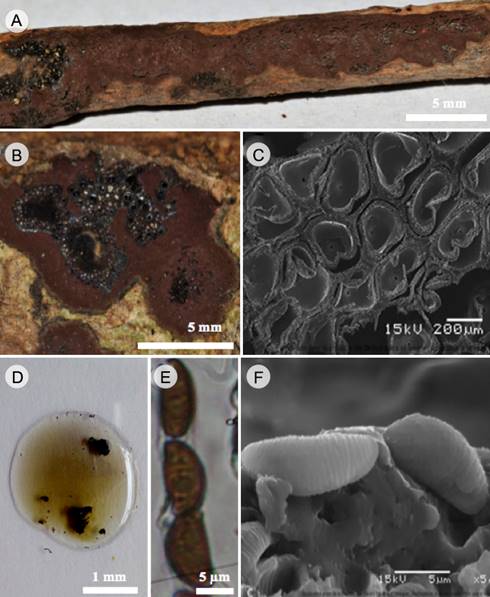 Hypoxylon anthochroum Berk. & Broome. A y B. vista general de estroma efuso-pulvinado; C. peritecios ovoides vistos en MEB; D. pigmentos oliváceos en KOH al 10%; E. ascas con ascosporas con perisporio dehiscente; F. ascosporas con perisporio estriado transversalmente vistas en MEB